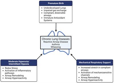 Oxygen and mechanical stretch in the developing lung: risk factors for neonatal and pediatric lung disease